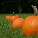 Burke's Harvest Circuit Fitness Boot Camp
