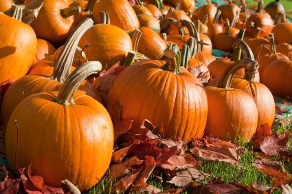 Halloween Boot Camp: Youth Services Bureau
